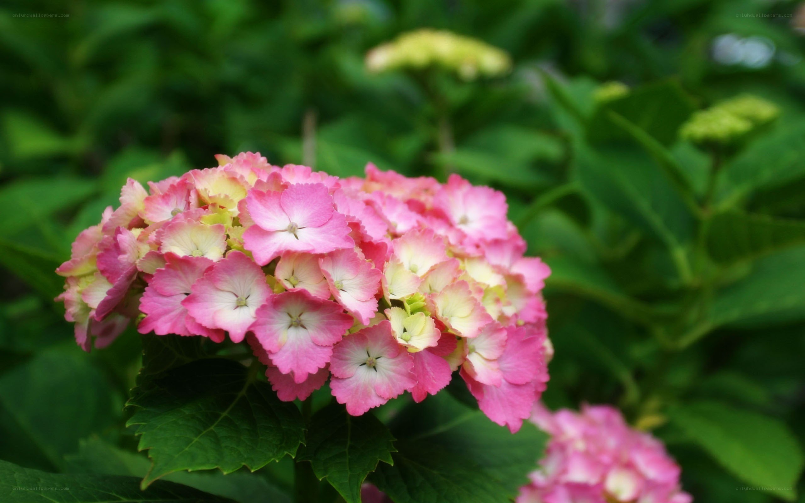 Pink hydrangea flower cluster