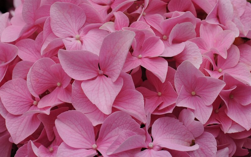 Pink hydrangea flower cluster