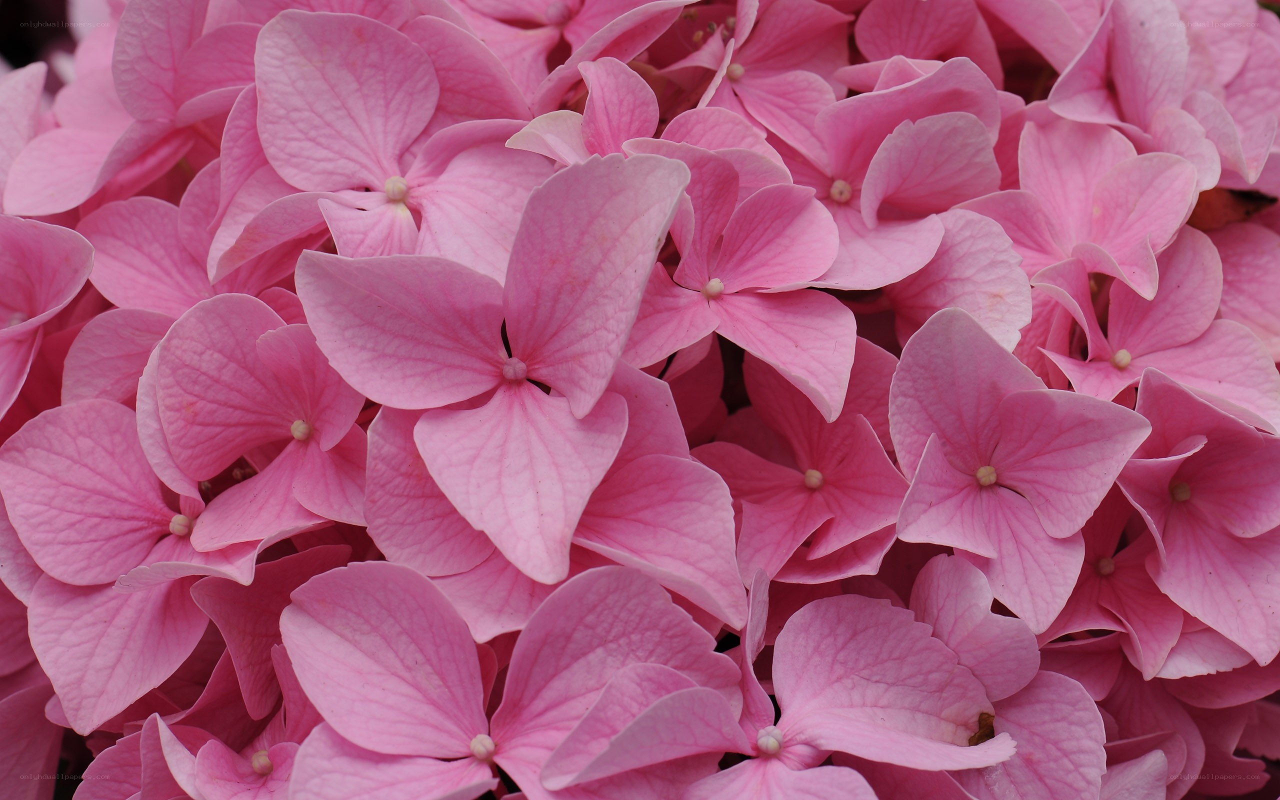 Pink hydrangea flower cluster