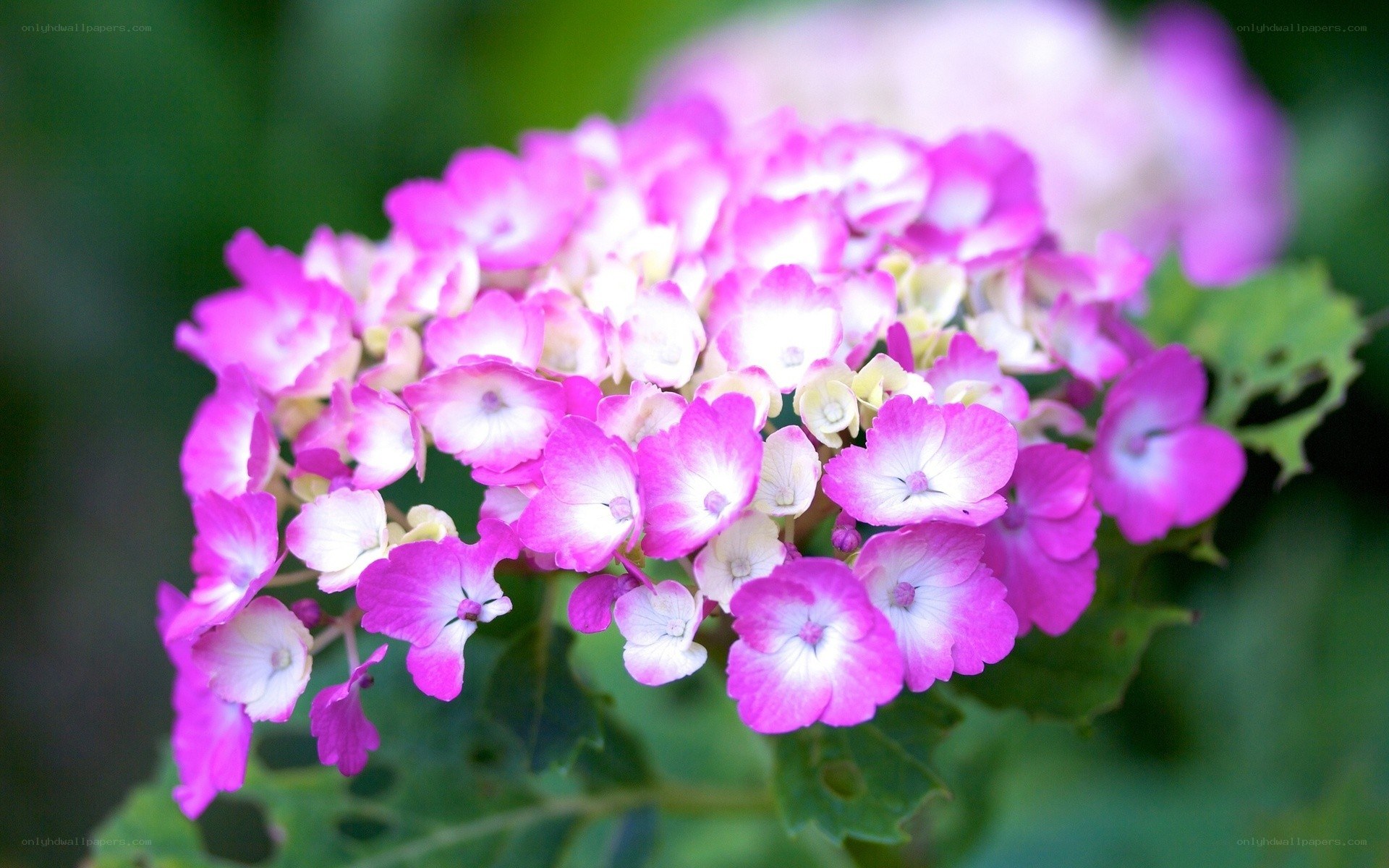 pink hydrangea flower cluster