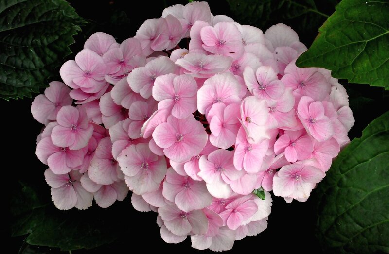 Pink hydrangea flower cluster