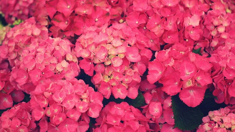 Pink hydrangea flower clusters