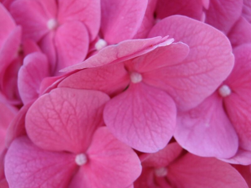 Pink Hydrangea Flower — Petals