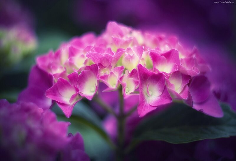 Pink Hydrangea Flower — Purple