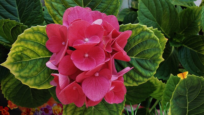 Pink Hydrangea Flower — Serene, Afternoon, Photograph, Butterfly