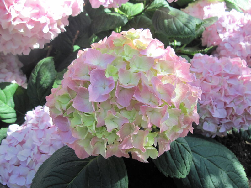 Pink Hydrangea Flower — Serene, Afternoon, Photograph, Flowers, Leaves