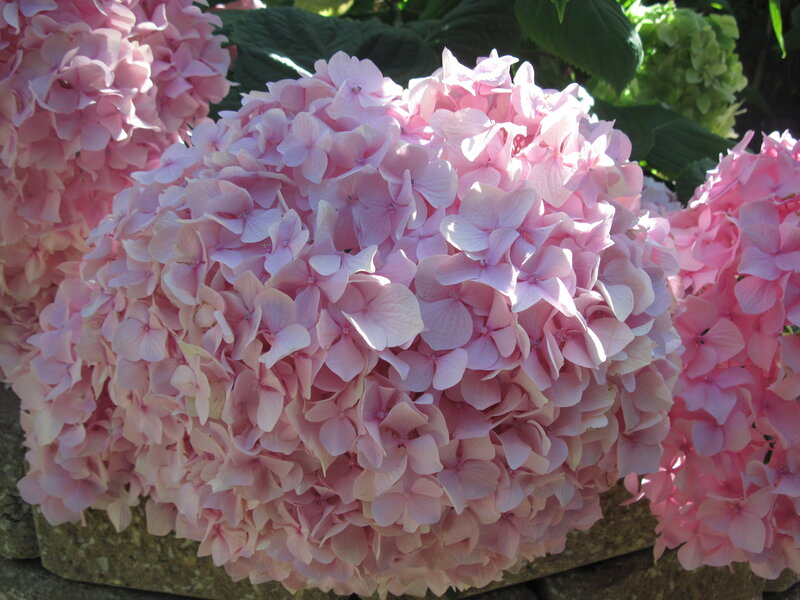 Pink Hydrangea Flower — Serene, Afternoon, Photograph, Flowers