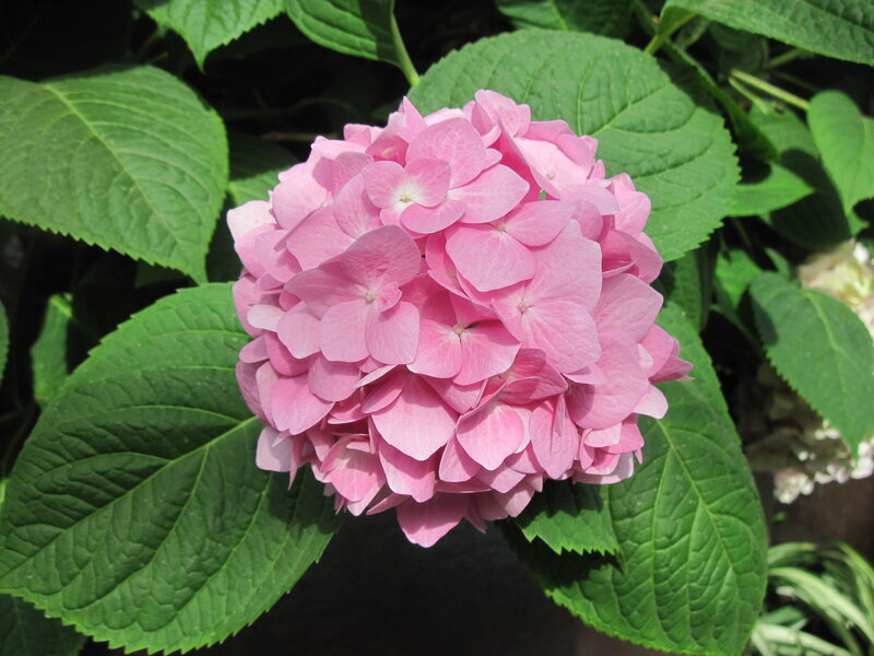 Pink Hydrangea Flower — Serene, Afternoon, Photograph, Green Leaves, Flower Cluster