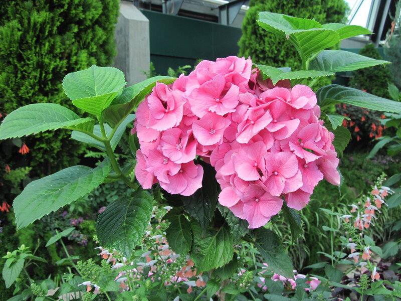 Pink Hydrangea Flower — Serene, Afternoon, Photograph, Green Leaves, Shrubbery
