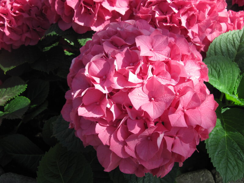 Pink Hydrangea Flower — Serene, Afternoon, Photograph, Green Leaves, Sunlight