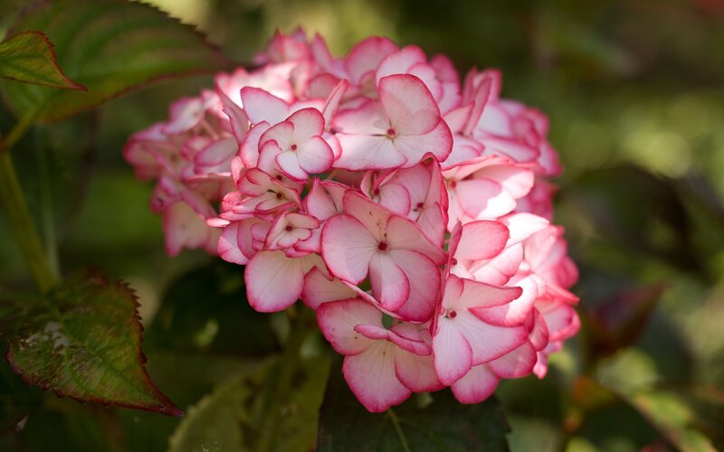 Pink Hydrangea Flower — Serene, Afternoon, Photograph, Green Leaves, White