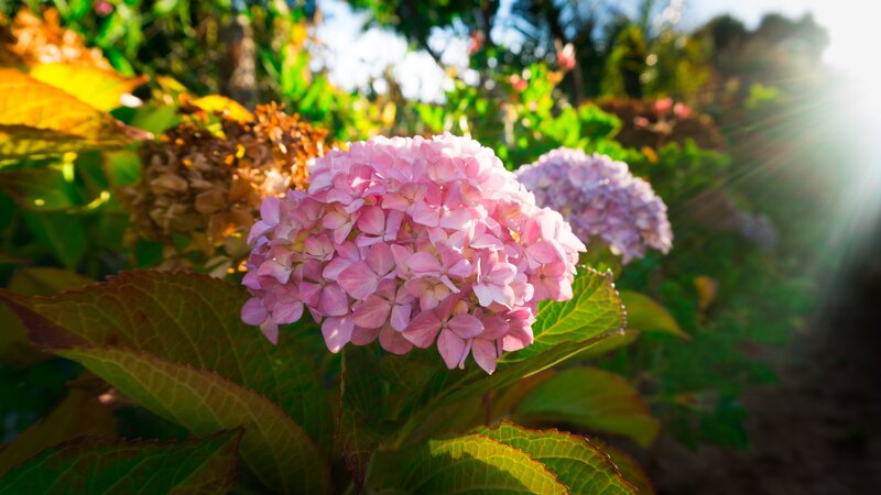 Pink Hydrangea Flower — Serene, Afternoon, Photograph, Sunlight