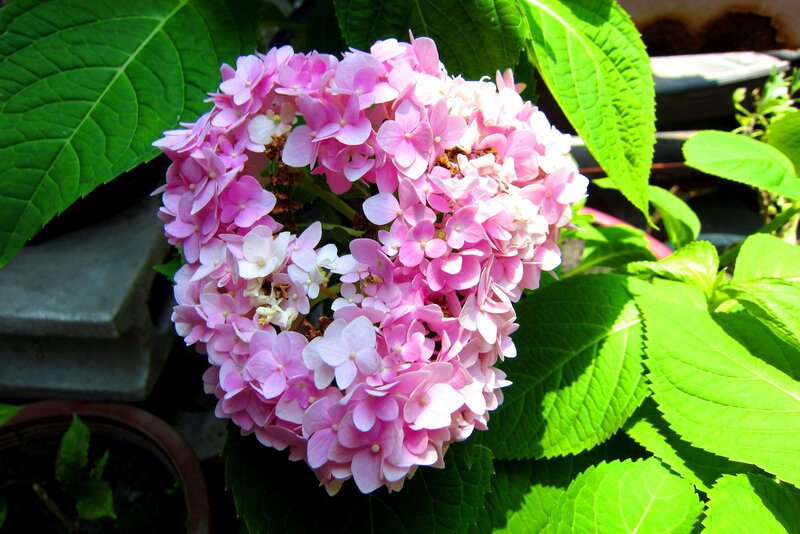 Pink Hydrangea Flower — Serene, Afternoon, Photograph