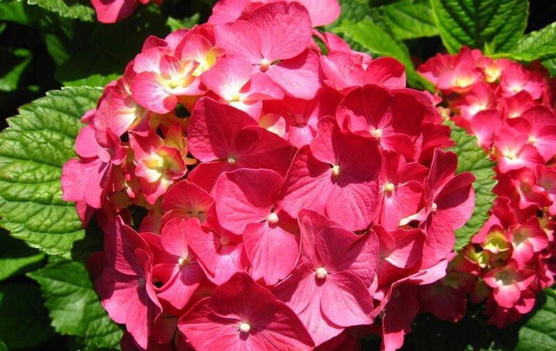 Pink Hydrangea Flower — Serene, Afternoon