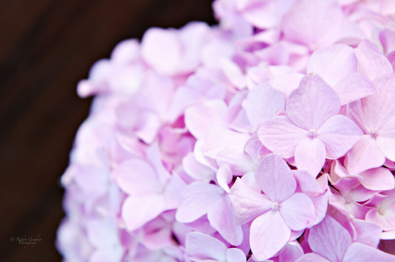 Pink Hydrangea Flower — Serene, Photograph, Petals
