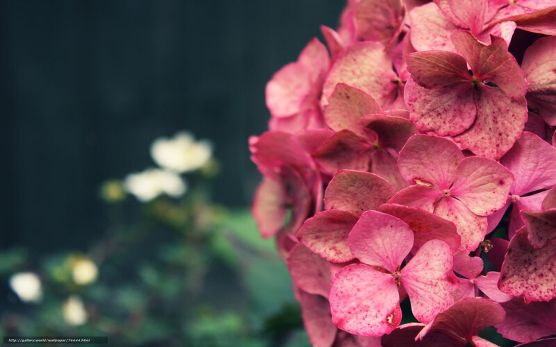 Pink Hydrangea Flower — Serene, Photograph
