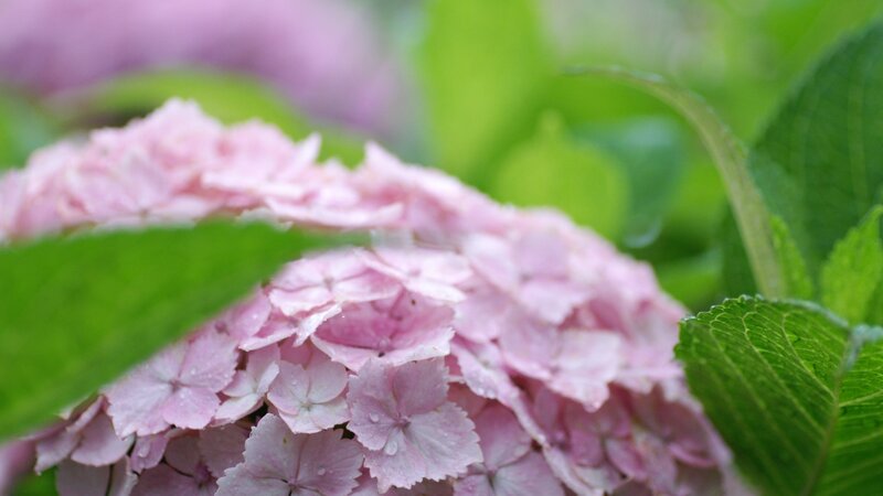 Pink Hydrangea Flower — Serene, Spring, Photograph, Green Leaves