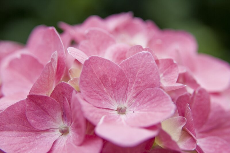 Pink Hydrangea Flower — Serene, Spring, Photograph, Petal