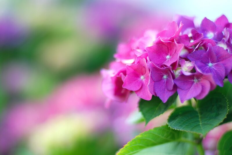 Pink Hydrangea Flower — Serene, Spring, Photograph