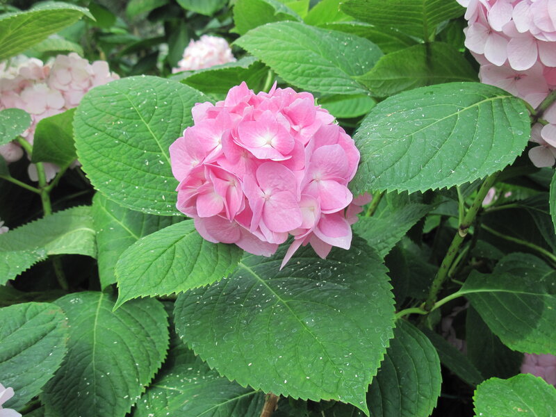 Pink Hydrangea Flower — Serene, Spring
