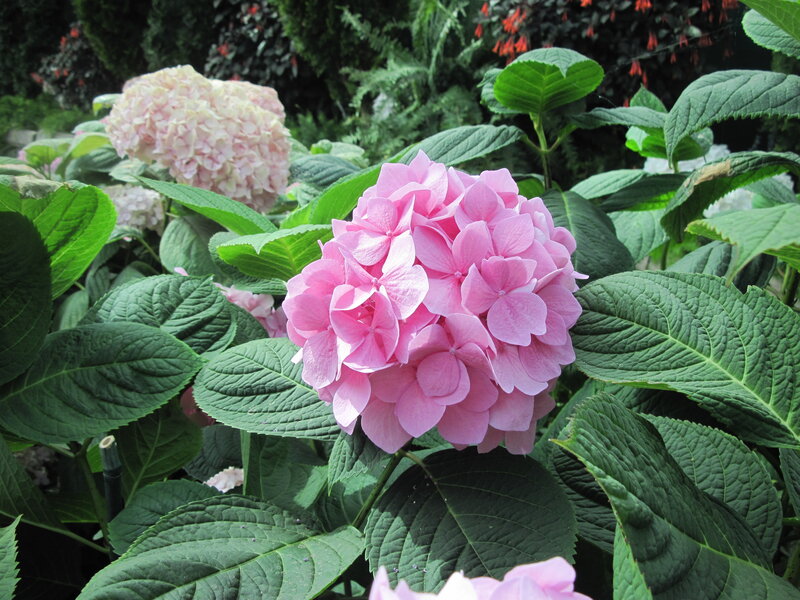 Pink Hydrangea Flower — Serene, Summer, Photograph, Green Leaves