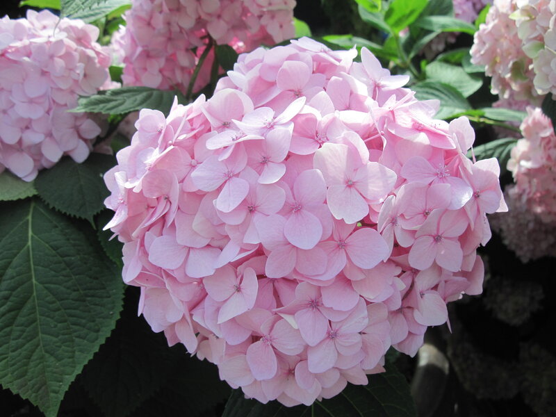 Pink Hydrangea Flower — Serene, Summer, Photograph