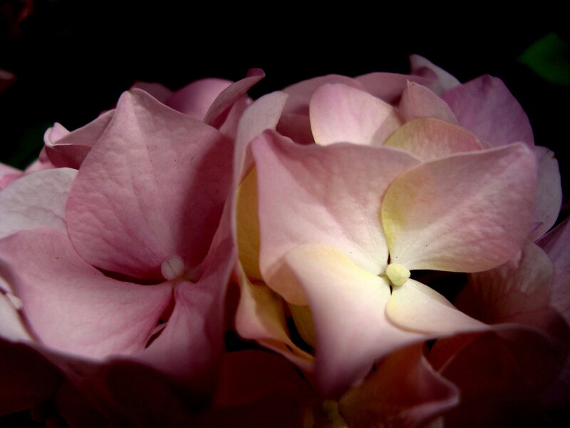 Pink Hydrangea Flower — Serene