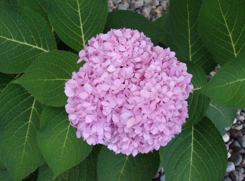 pink hydrangea flower