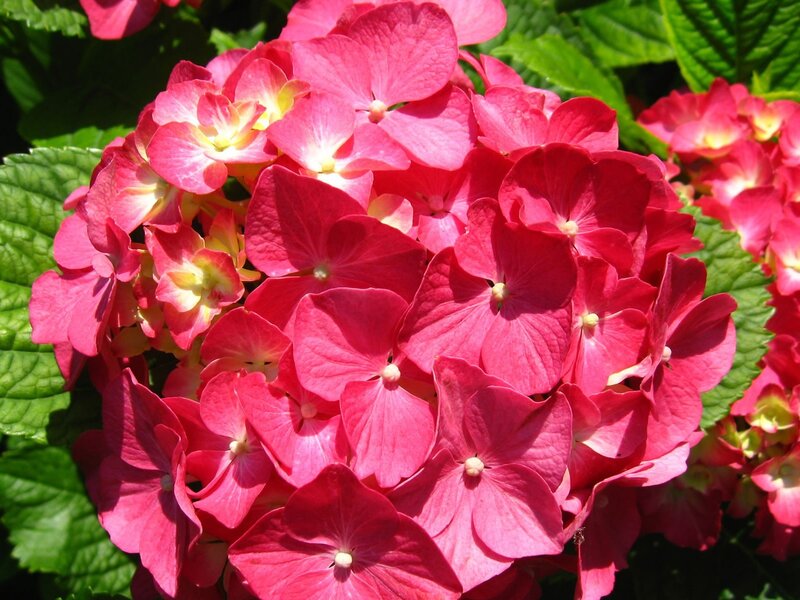 Pink Hydrangea Flower — Vibrant