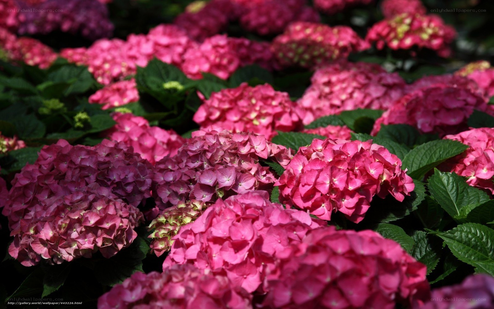 Pink hydrangea flowers