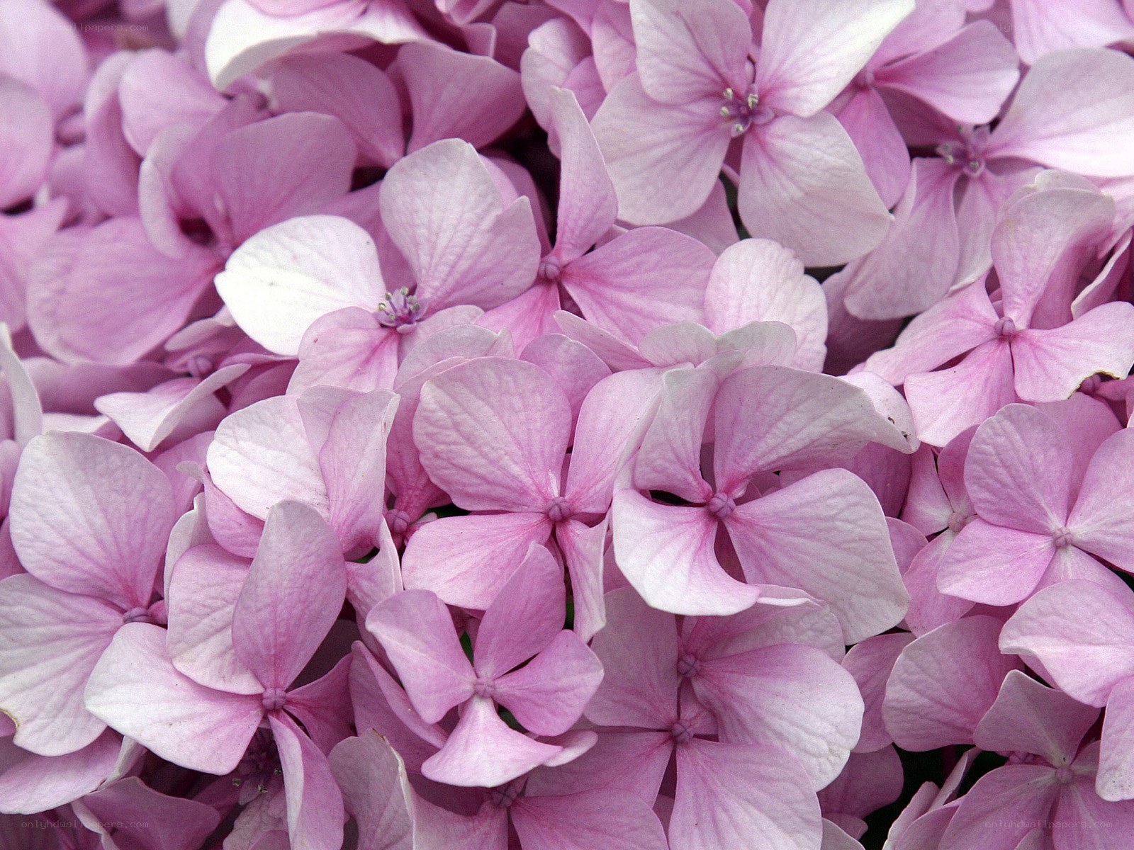 Pink hydrangea flowers