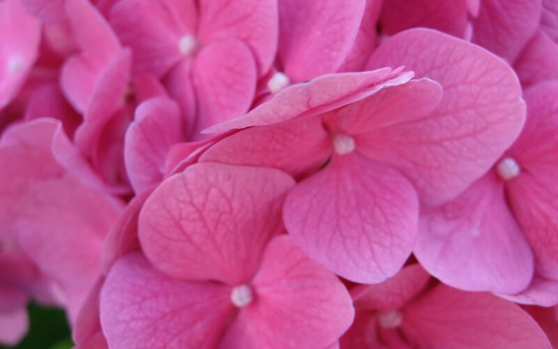 pink hydrangea flowers