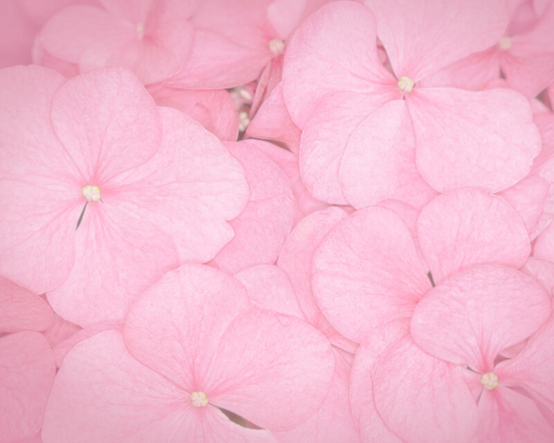 pink hydrangea flowers