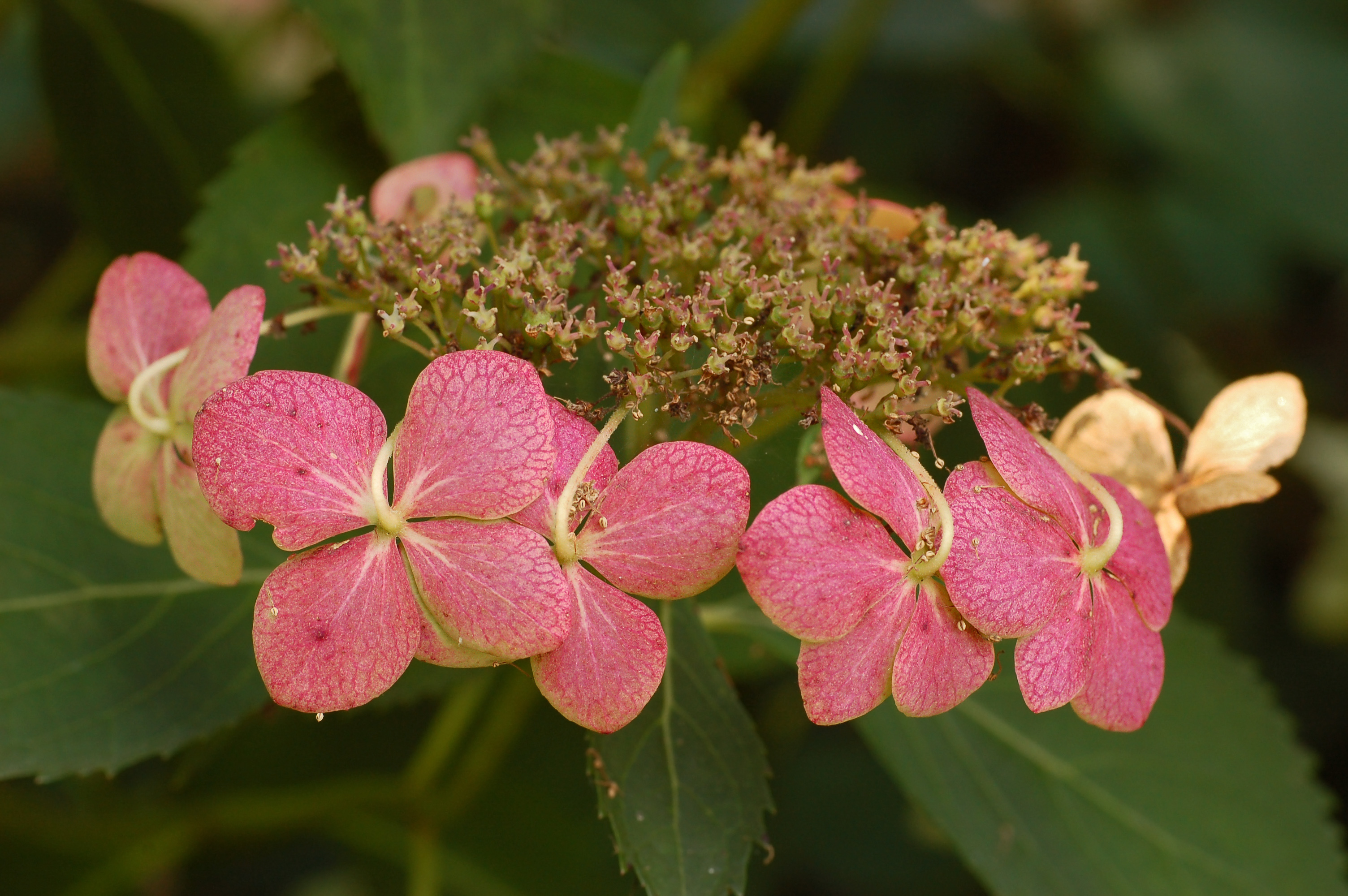 pink hydrangea flowers