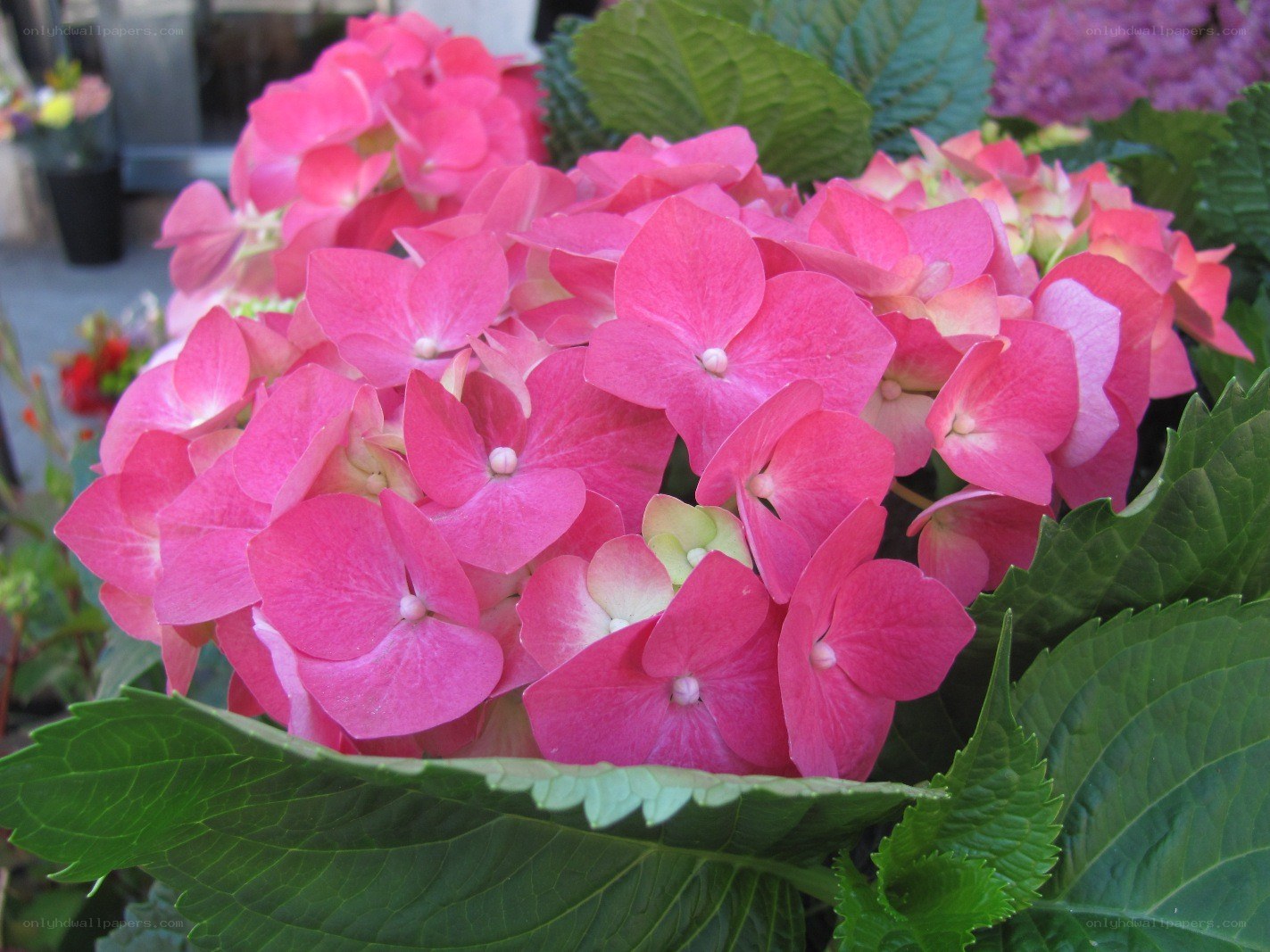 Pink hydrangea flowers