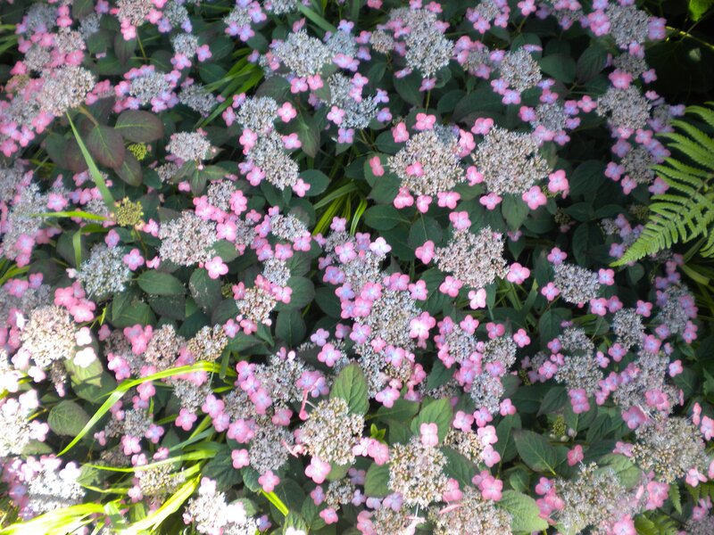 pink hydrangea flowers