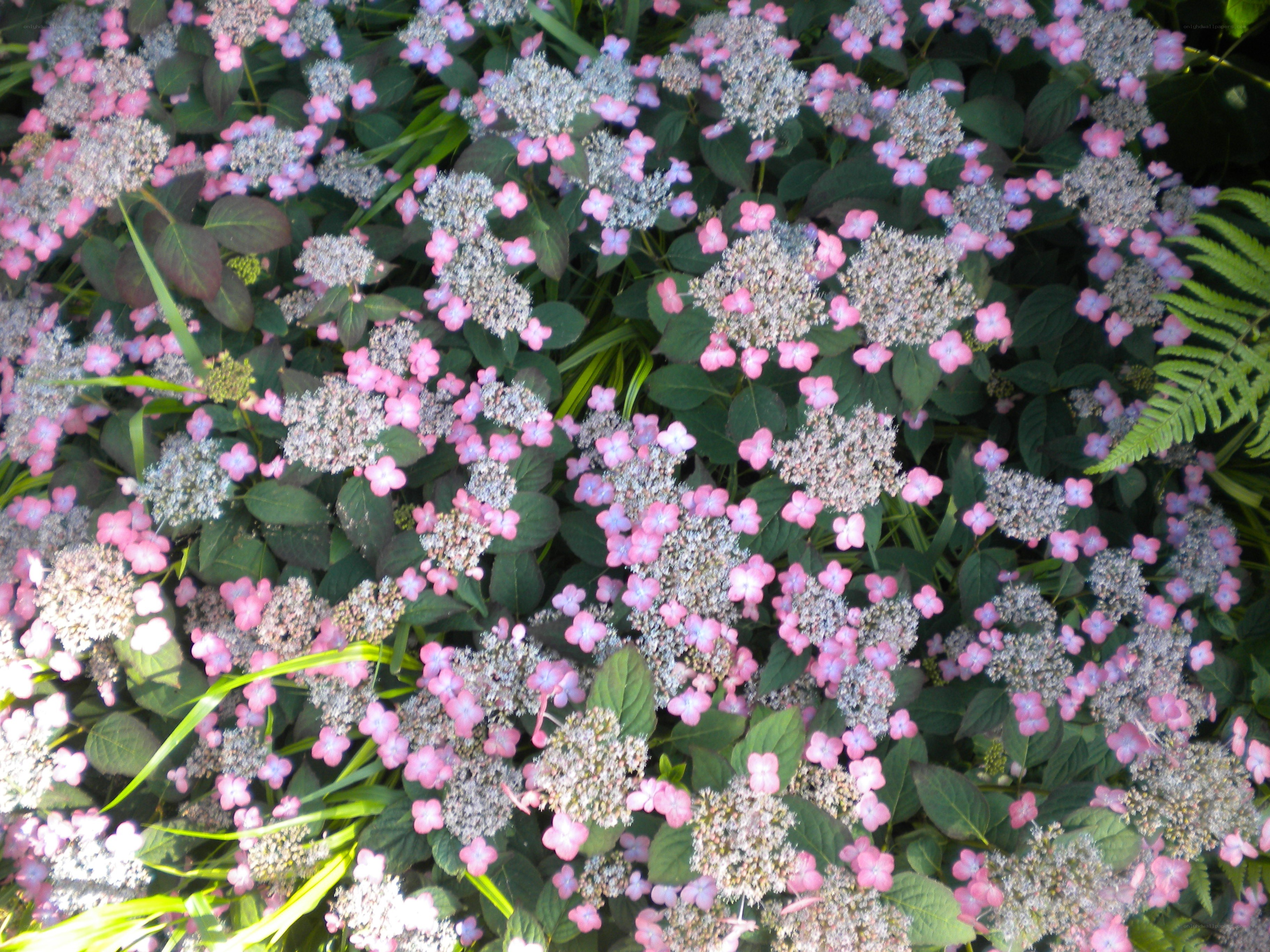 pink hydrangea flowers