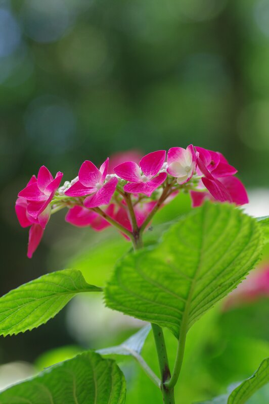 Pink hydrangea flowers