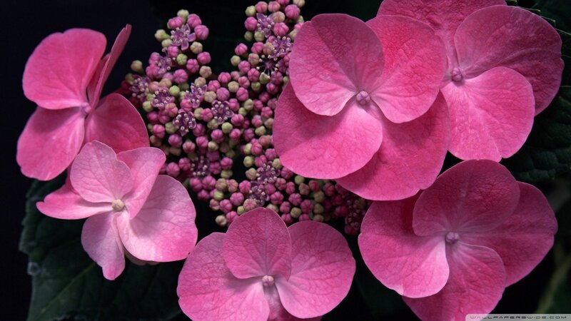 Pink hydrangea flowers