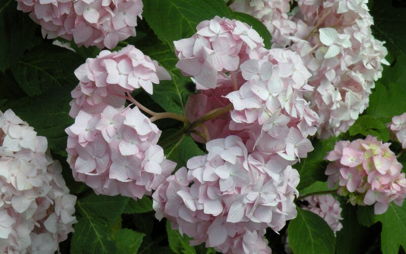 Pink hydrangea flowers