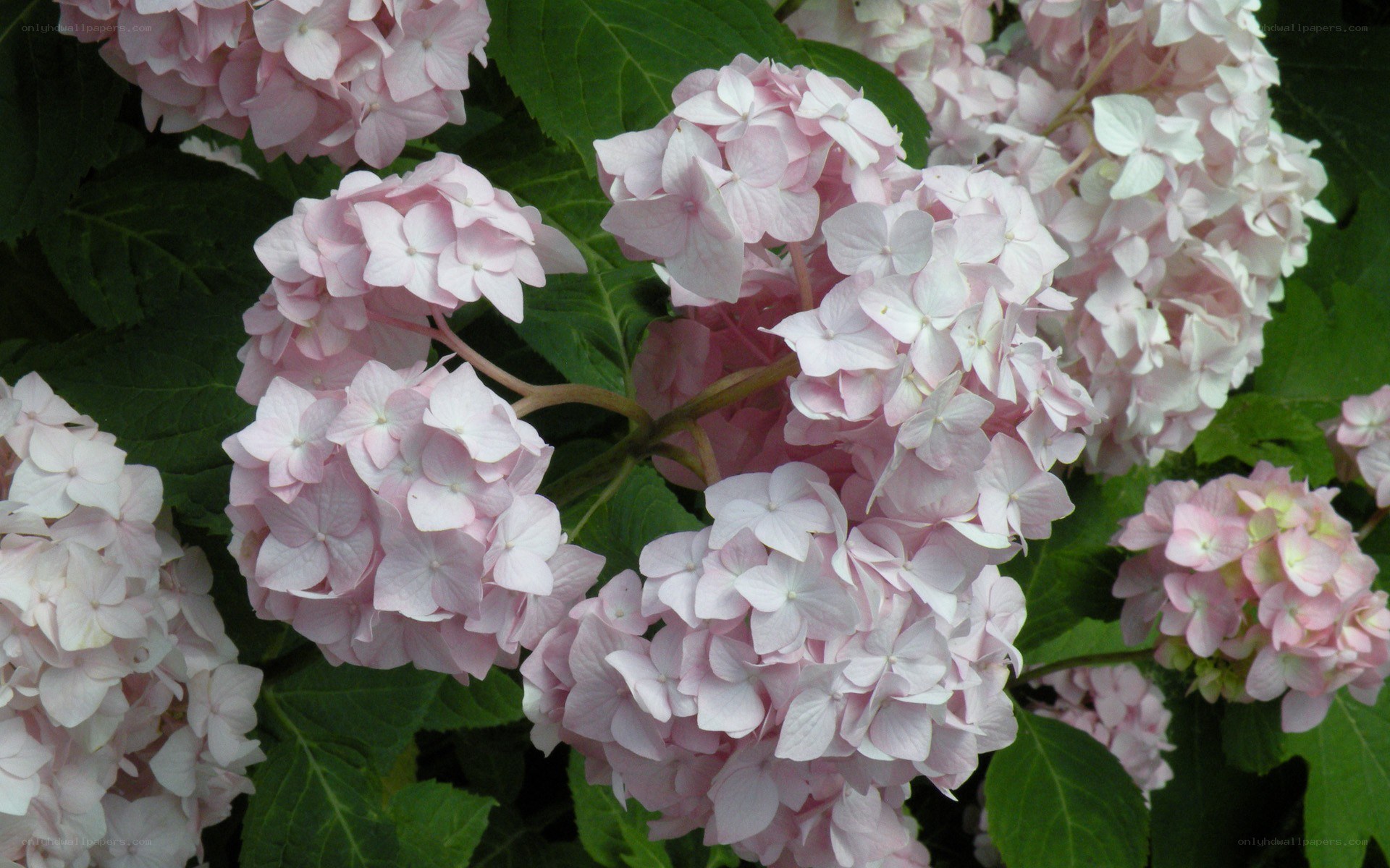 Pink hydrangea flowers