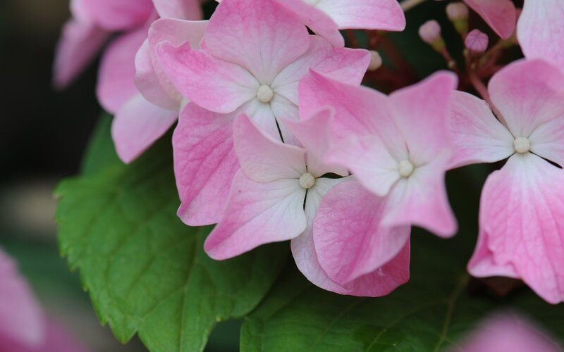 Pink hydrangea flowers