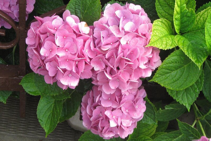Pink hydrangea flowers