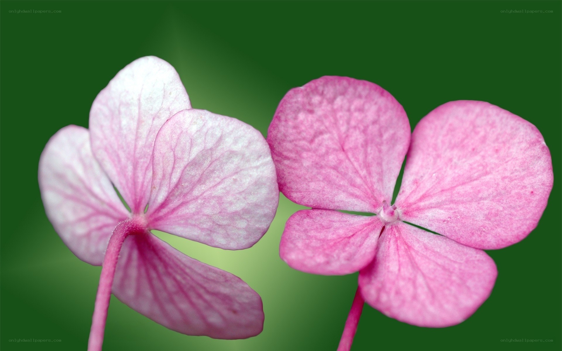 Pink hydrangea flowers