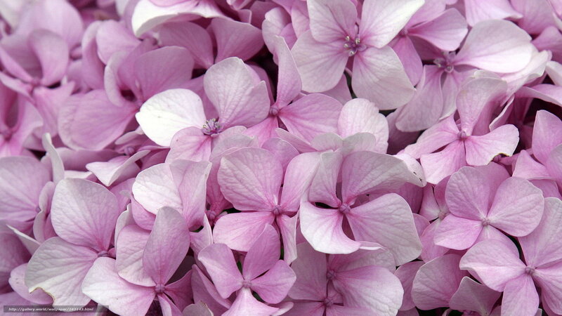 Pink hydrangea flowers