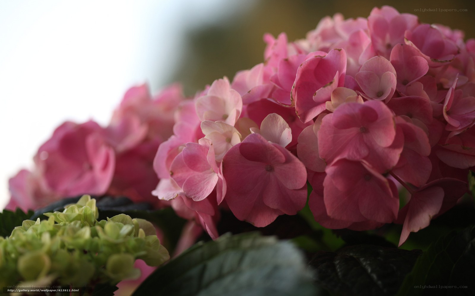 Pink hydrangea flowers