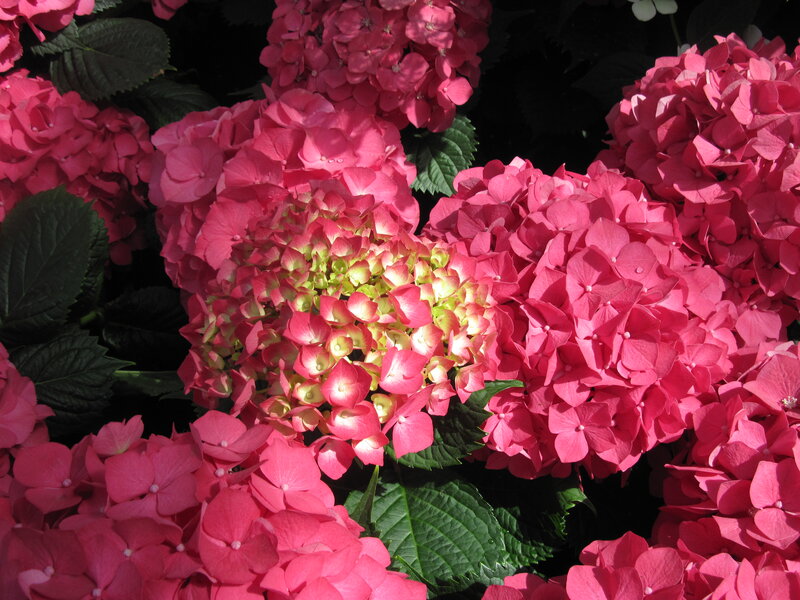 Pink Hydrangea Flowers — Bright, Afternoon, Photograph, Leaves
