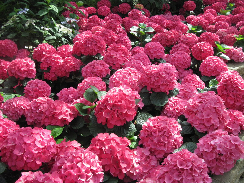 Pink Hydrangea Flowers — Bright, Afternoon, Photograph