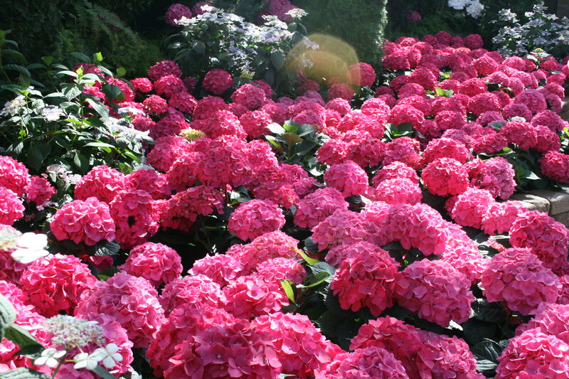 Pink Hydrangea Flowers — Bright, Afternoon