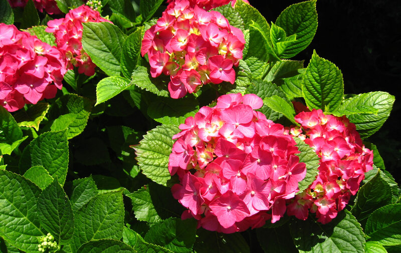 Pink Hydrangea Flowers — Bright